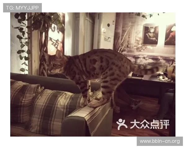 猫先生在旧街灯影与深夜咖啡香里寻找失落记忆的奇妙冒险故事 猫先生在旧街灯影与深夜咖啡香里寻找失落记忆的奇妙冒险故事